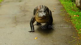 Snaggletooth on the Move