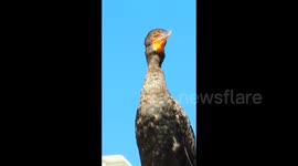 Cormorant with funny jiggle