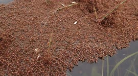 Ants stranded after flooding rains