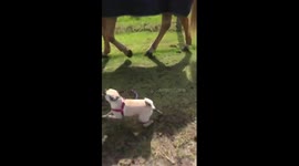Dog walking horse