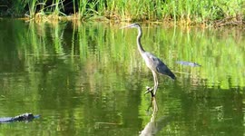 Great Blue Heron lives a risky life