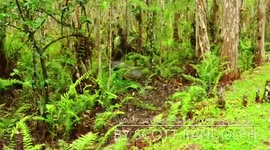 Snaggletooth (aka Loosescrew) Alligator emerging from the Swamp