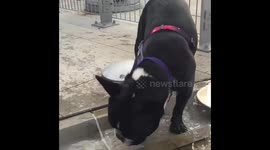 French Bulldog cooling off in water