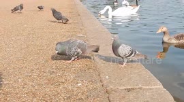 Birds Enjoying Sun in Hyde Park