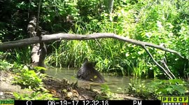 Momma black bear takes her new kids for a dip 19June2017