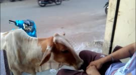 Affectionate cow demands more cuddles