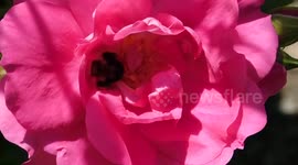 Bee-Utiful