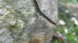 Captain Miller the Caterpillar