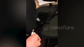 Kitten 'fist bumps' owner