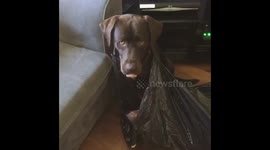 Guilty looking dog gets stuck in bin bag after raiding it