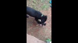 Labrador's best friend is a litte kitten but kittens parents have other ideas!