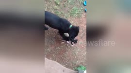 Newsflare Edit - Labrador's best friend is a litte kitten but kittens parents have other ideas!