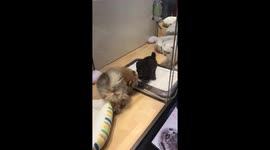 Toy poodle puppy being happy with pomeranian and maltese friends