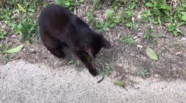 Black kitten playing with caterpillar