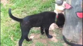 Puppy just can't stop annoying little kitten!