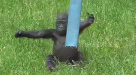 Adorable, stumbling baby gorilla plays in his enclosure