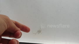 Spider shadow chase my finger