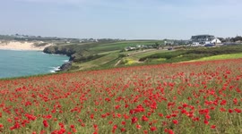 Crantock poppies in sunshine