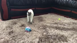 Cat play