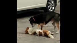 Dog tries to wake up dead friend run over by car