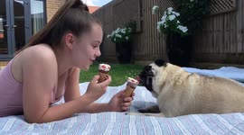 Girl and pug cool down by enjoying an ice cream together