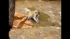 Rescued baby monkey loves investigating puddle