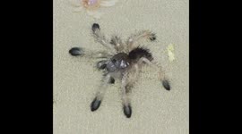 First to molt baby tarantula