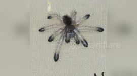 Baby tarantula tries new translucent legs after moulting for the first time