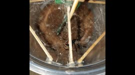 Teasing a Black Widow
