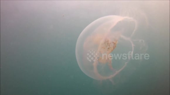 Heat wave brings moon jellyfish to Cornish coasts