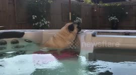 Pug relaxes in a hot tub during summer heatwave