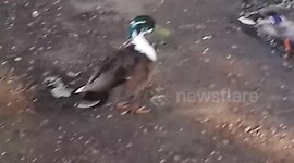 wildlife