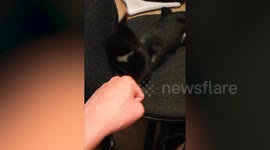 Newsflare Edit - Kitten 'fist bumps' owner