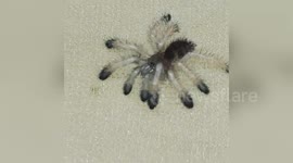Baby tarantula tries new translucent legs after moulting for the first time