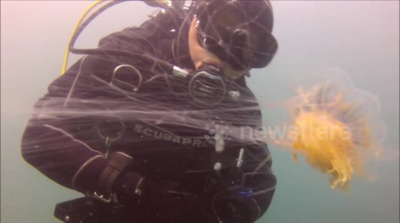 Blue jellyfish spotted in North Cornwall