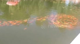 Thousands of red carp swim in line and form patterns in lake