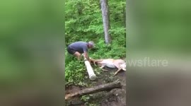 Man frees roe deer's head from trough