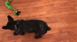 French bulldog goes crazy over laser pointer
