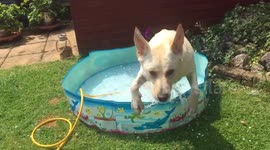 Dog enjoys a dip in the pool on hot summer's day