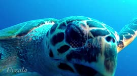 Inquisitive hawksbill turtle gets close to divers