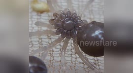 Baby tarantulas preparing to shed their skin