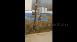 Husky tries to mate with tree in northeastern China