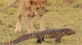 Pride of lions versus a Nile monitor lizard