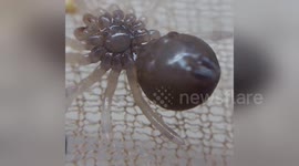 Newsflare Edit - Baby tarantulas preparing to shed their skin