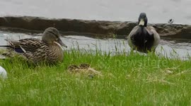 Mallard Duck Family Day Out