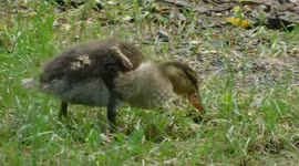 Cute Ducklings