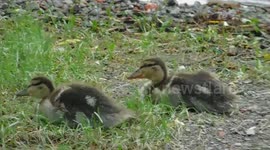 Preening Ducklings