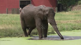 Hot elephants!