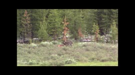 Black wolf VS. Coyotes in Yellowstone National Park