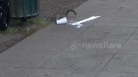 Grey Sqirrel drinks out of a cup then looks in the bin